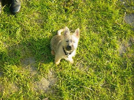 Cairn terrier Zeus - Zeus er i mosen.. Grønt område i nærheden, hvor vi bor billede 6