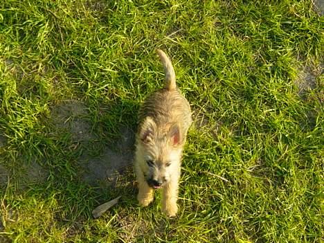 Cairn terrier Zeus - Stadig i mosen billede 7