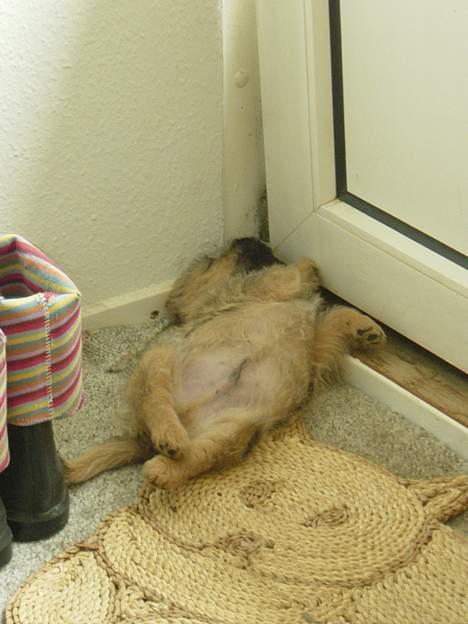 Cairn terrier Zeus billede 8