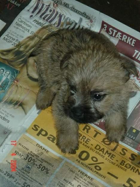 Cairn terrier Zeus billede 9