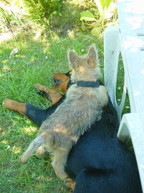Cairn terrier Zeus billede 10