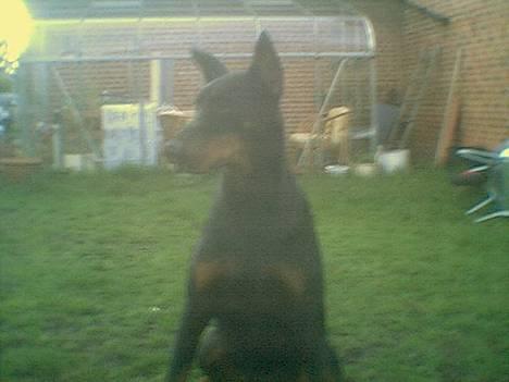 Dobermann (Genning's Sultan) Pinta billede 7