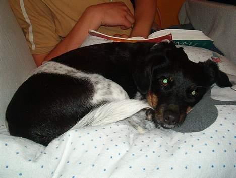 Dansk svensk gaardhund Piv *Englebarn* billede 10