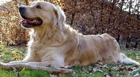 Golden retriever Schaky *RIP* - Savner dig mere end noget andet <3 billede 1