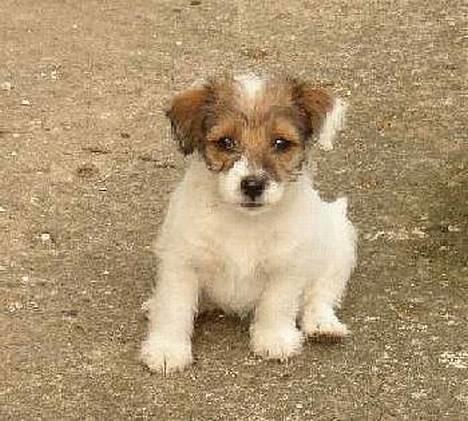Jack russell terrier Dina - Dina som hvalp billede 1