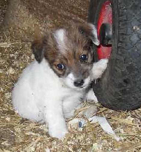 Jack russell terrier Dina - Dina som hvalp billede 2