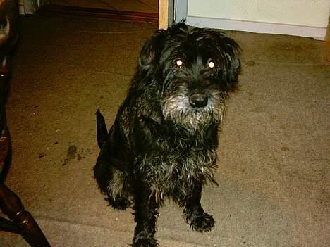 Mellemschnauzer knold  - Skal vi ikke over til hestene i stalden??? billede 4