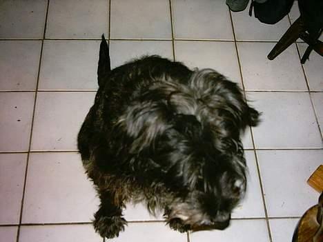 Mellemschnauzer knold  - hvad mon kattene laver lige nu?? billede 5