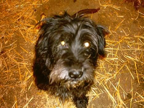 Mellemschnauzer knold  - orv...er du der iris..vuf vuf.... billede 6