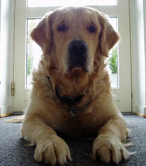 Golden retriever Schaky *RIP* - "Skal vi lege ?" ;) billede 2