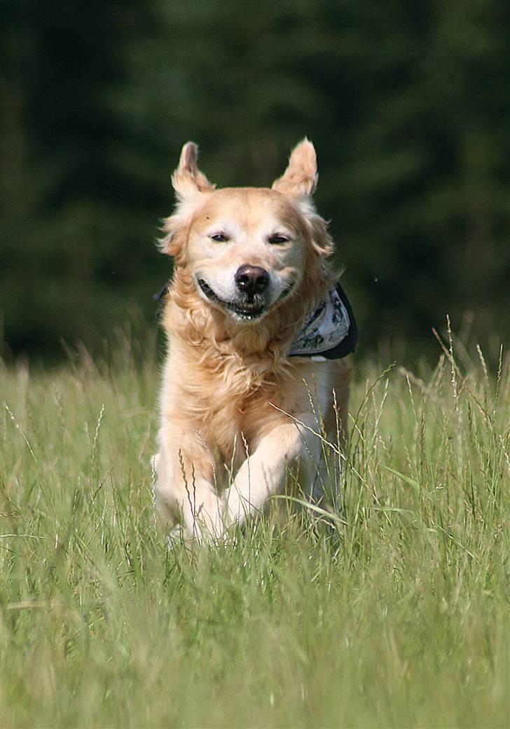 Golden retriever Nickie *Himmelhund* - Halløj! Her kommer jeg!;0)  Juli 07 billede 3