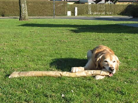 Golden retriever Nickie *Himmelhund* - En stolt og glad Nickie med sin gave på sin 9 års fødselsdag den 11. april 07 billede 4