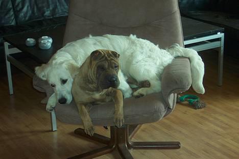 Golden retriever Indy billede 3