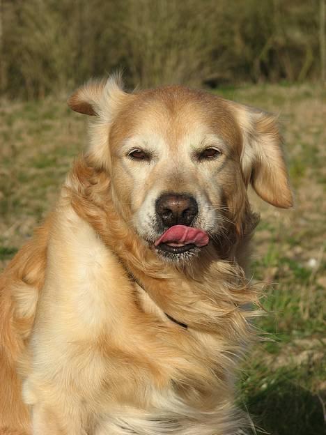 Golden retriever Nickie *Himmelhund* - Vind i håret.... og i ørerne. april 07 billede 5