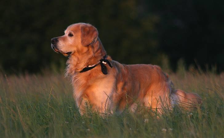 Golden retriever Nickie *Himmelhund* - Jeg sad på hug i det heke græs og kaldte på Nickie. Der gik lidt tid inden han fandt ud af hvor jeg var. *GG* Det kom der dette billede ud af. Juliaften 07 billede 6