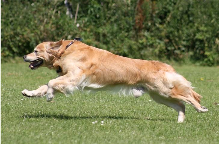 Golden retriever Nickie *Himmelhund* - I believe I can fly! 20. Juli 07 billede 8