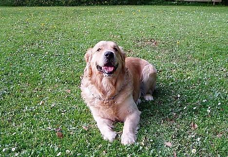 Golden retriever Schaky *RIP* - Her ligger han lidt i græsset og slapper lidt af. Han har lige løbet en tur i skoven. billede 3