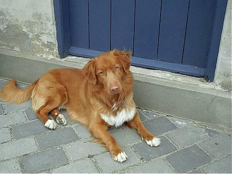 Nova scotia duck tolling retriever Kenzo - Dejligt med en lille slapper billede 1