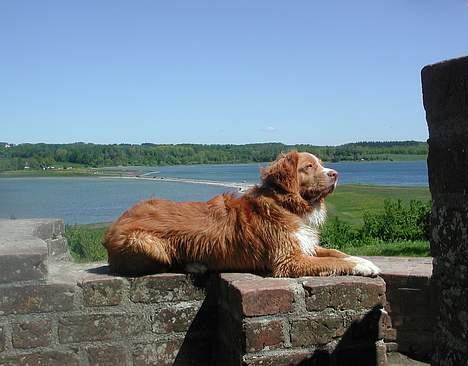 Nova scotia duck tolling retriever Murphy - Murphy på Kalø Slotsruin billede 1