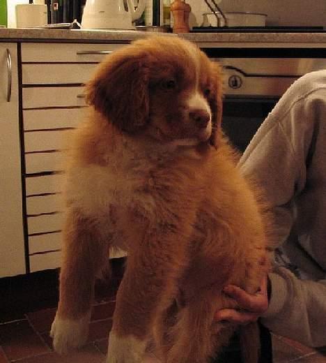 Nova scotia duck tolling retriever Murphy - Lige ankommet fra Canada, 11 uger gammel billede 2