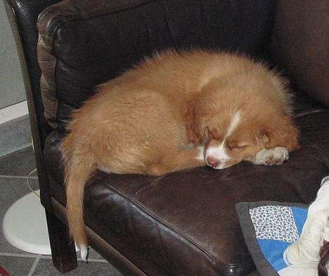 Nova scotia duck tolling retriever Murphy - Lille Murphy billede 3