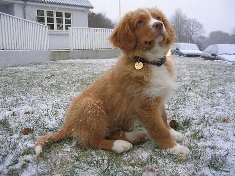 Nova scotia duck tolling retriever Murphy - Den første sne billede 4
