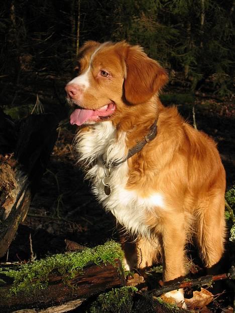 Nova scotia duck tolling retriever Murphy - Murphy vandhund billede 5