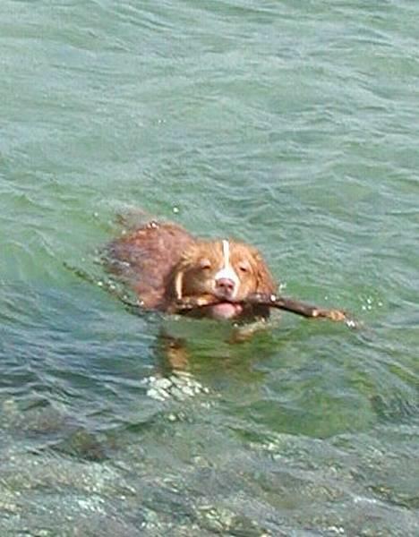 Nova scotia duck tolling retriever Murphy billede 6