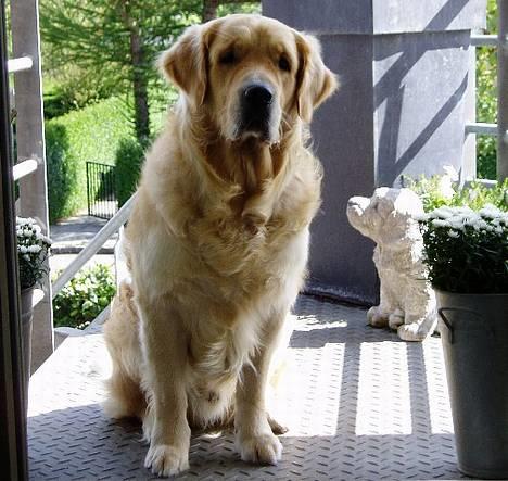Golden retriever Schaky *RIP* - Er han ik sød ? hehe.. sys jeg. :P billede 4