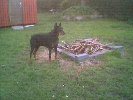 Dobermann (Genning's Sultan) Pinta billede 8