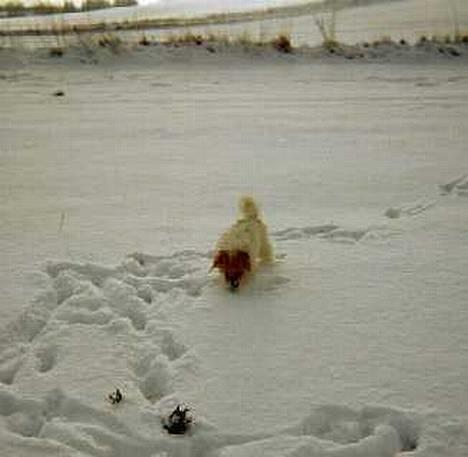 Jack russell terrier Dina - Dina, Januar 2004 billede 3