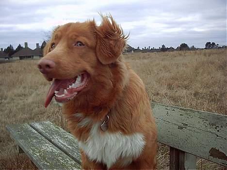 Nova scotia duck tolling retriever Kenzo - Gider ikke sidde model billede 4