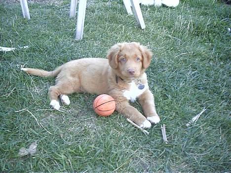 Nova scotia duck tolling retriever Kenzo - Min yndlingsbold billede 5