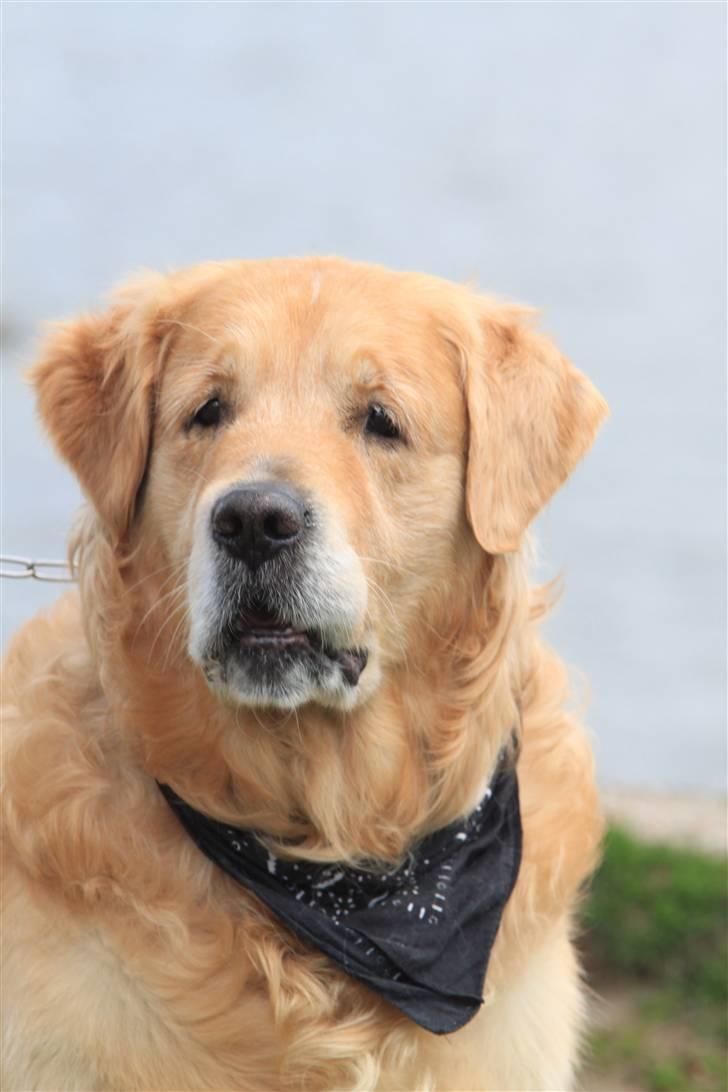 Golden retriever Schaky *RIP* - Her er han så.. :D Schaky d. 18/5-10 billede 5