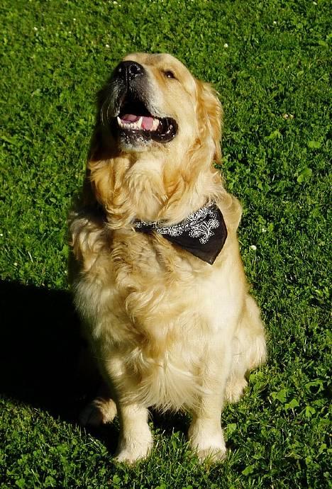 Golden retriever Schaky *RIP* billede 6