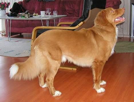 Nova scotia duck tolling retriever Koda billede 1