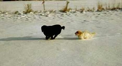 Jack russell terrier Dina - Dina efter vores anden hund Gipsy billede 4