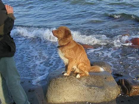 Nova scotia duck tolling retriever Koda - Kom nu... smid så den dummy!!! billede 2