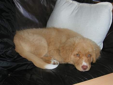 Nova scotia duck tolling retriever Koda - En køn sofapude :-) billede 3