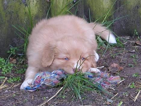 Nova scotia duck tolling retriever Koda - Koda - 7 uger billede 4