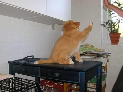 Nova scotia duck tolling retriever Koda - "Give me five" - 8 uger billede 5