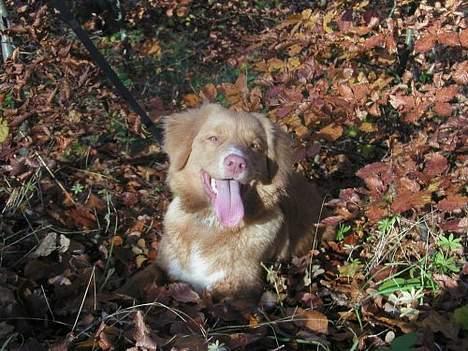 Nova scotia duck tolling retriever Koda - Koda i skovbunden billede 6