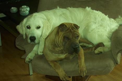 Golden retriever Indy billede 4