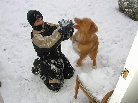 Nova scotia duck tolling retriever Koda - Koda og David leger i sneen. billede 7