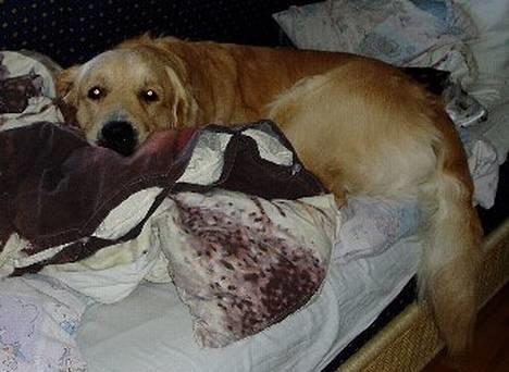 Golden retriever Schaky *RIP* - Ja. Han må ikke være i sengene eller sofaerne, men han kan simpelhen ikke stå for dem. :P Så hvergang vi går 2 sek, skunder han sig at kravle op, og så kan man finde ham sådan. heh.. billede 7