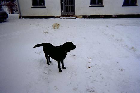 Labrador retriever Hubert's Gipsy billede 1
