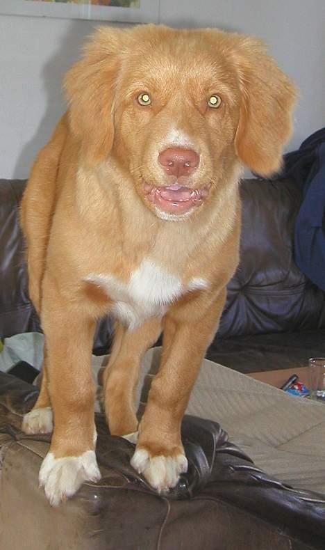 Nova scotia duck tolling retriever Koda - Koda på sofaryggen, man tror vel man er en bjergged! billede 8