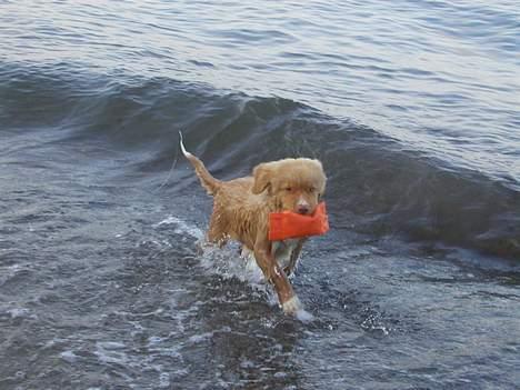 Nova scotia duck tolling retriever Koda - Apport fra vand - her er han 10 uger. billede 9