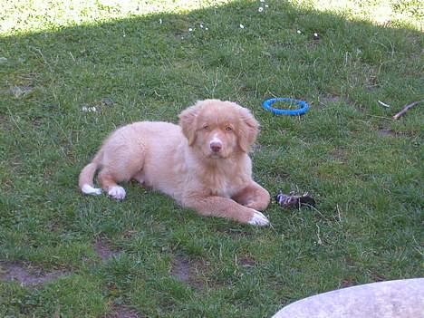 Nova scotia duck tolling retriever Koda - Koda med hans første bytte! billede 10