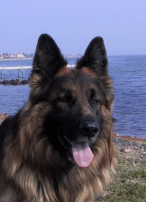 Schæferhund Samson - Min dejlige schæfer Samson billede 1